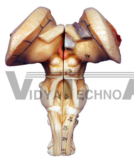 Brain Stem-Dorsal View